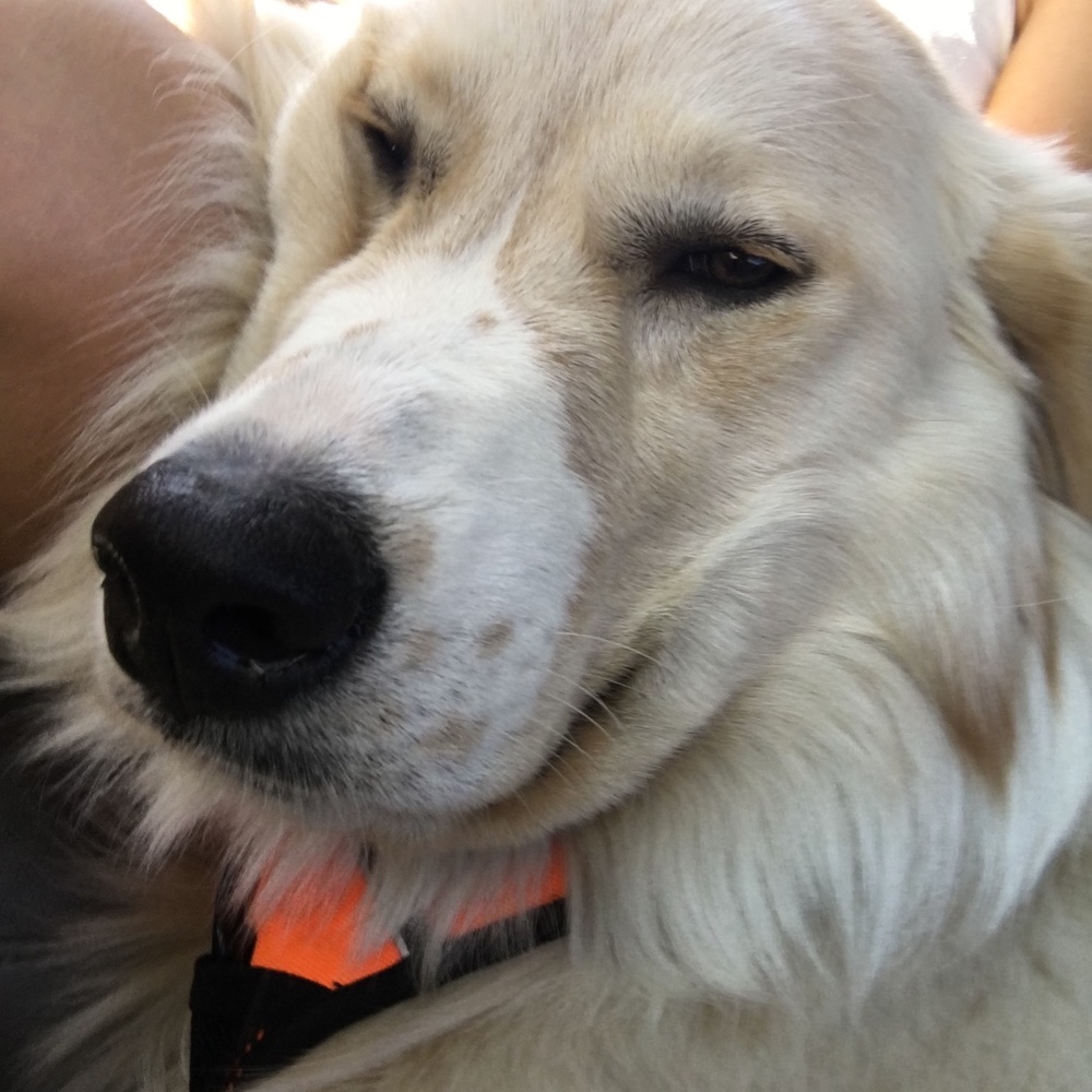 Meet your Posher, Ash